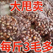 新鲜生现摘丹东板栗5斤油栗仁蔬罗田非迁西板栗栗子锥去毛球1