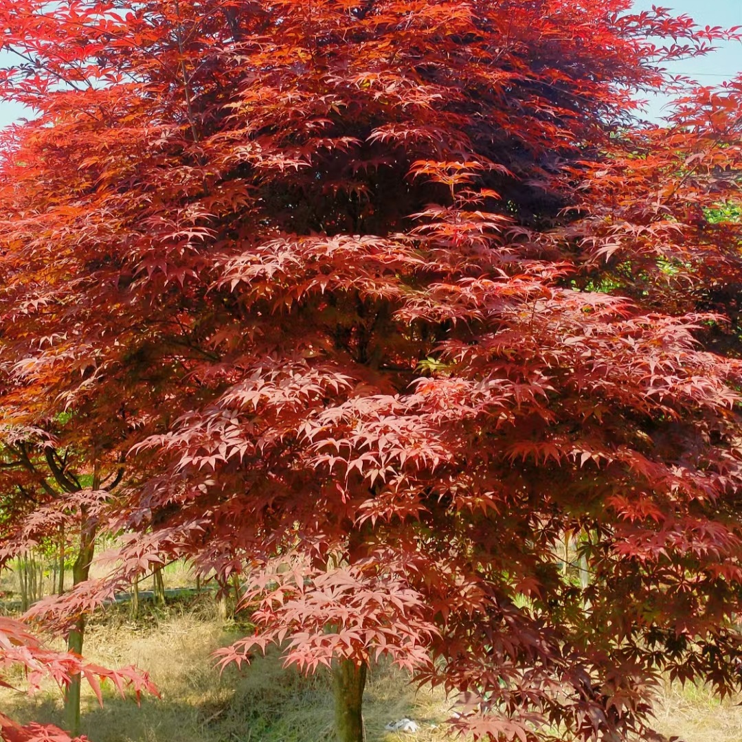 基地批发日本红枫中国红枫美国红枫苗木盆景红枫小苗丛生红枫树