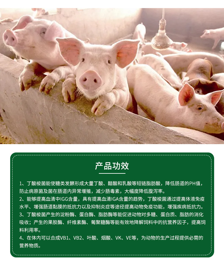 丁酸梭菌现货直发 微生物菌剂饲料添加剂 水产畜牧养殖用丁酸梭菌