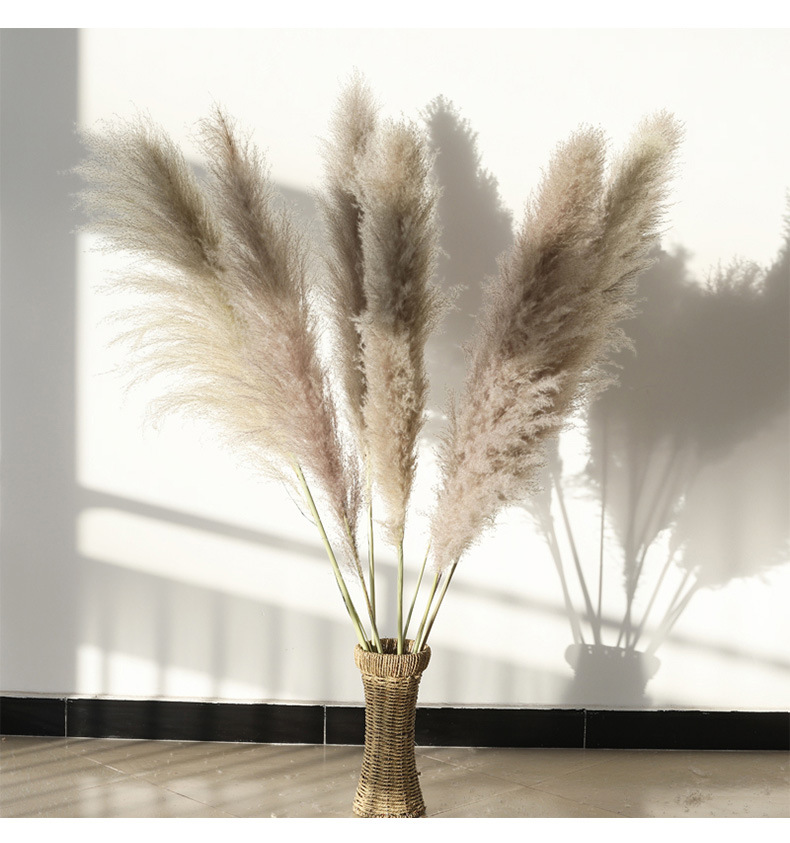 云南干花永生花大芦苇狗尾巴草干花芦苇麦穗家居装饰软装芦苇批发