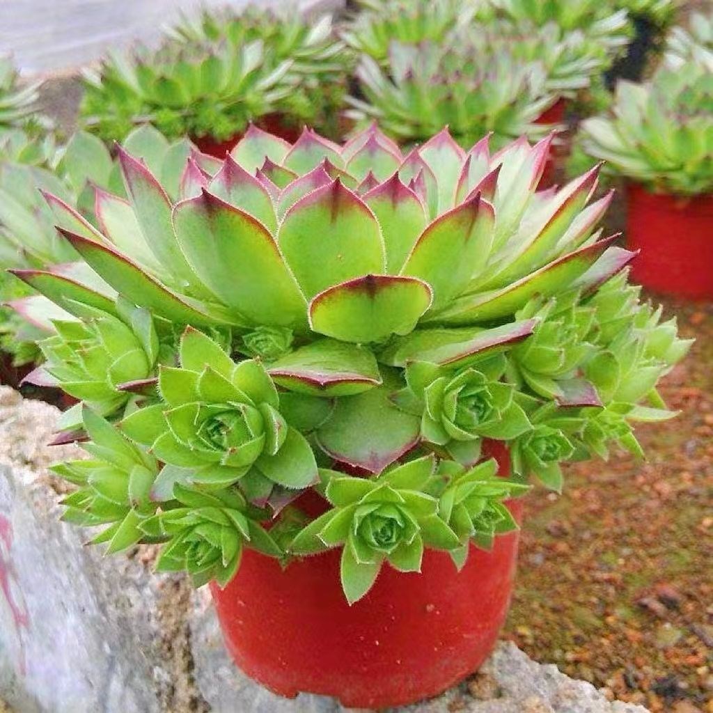 观音莲多肉群生长生草含盆土橘子球彩蛋室内阳台办公室花卉盆栽