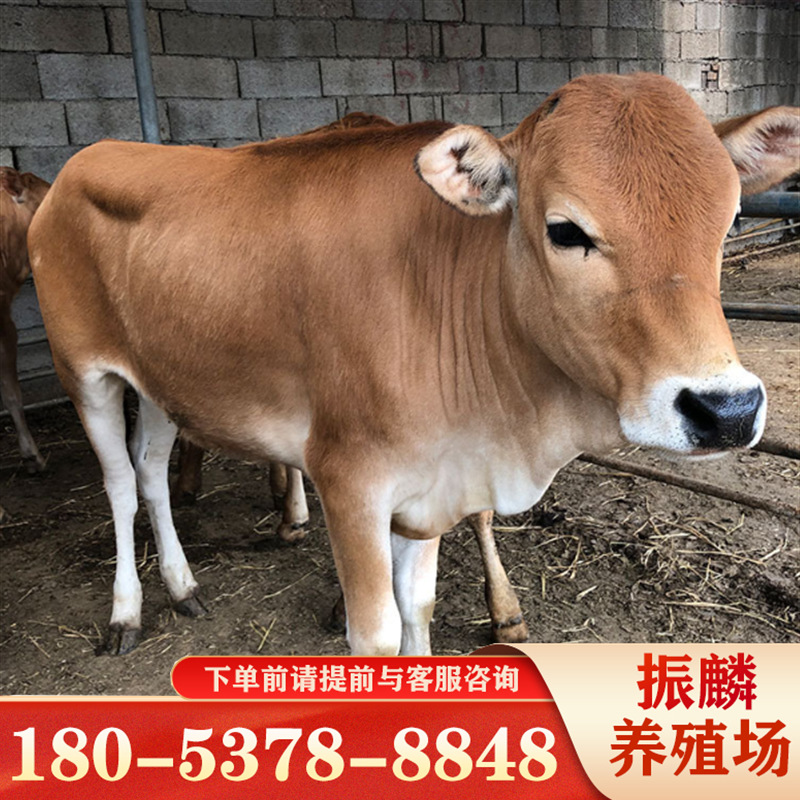 肉牛犊养殖场 鲁西黄牛苗 云南省肉牛犊价 鲁西黄牛小牛崽-阿里巴巴