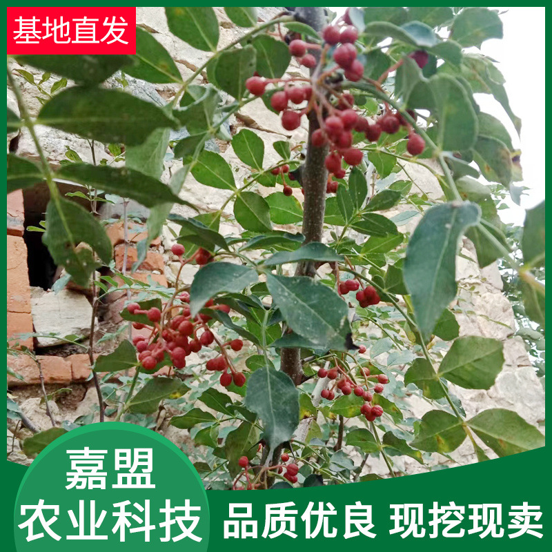 基地现挖现卖两年大红袍花椒苗 狮子头大青椒无刺花椒苗