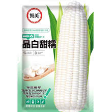 揭美晶白甜糯玉米种子  杂交高产 甜糯比1：3鲜食白玉米种子200克