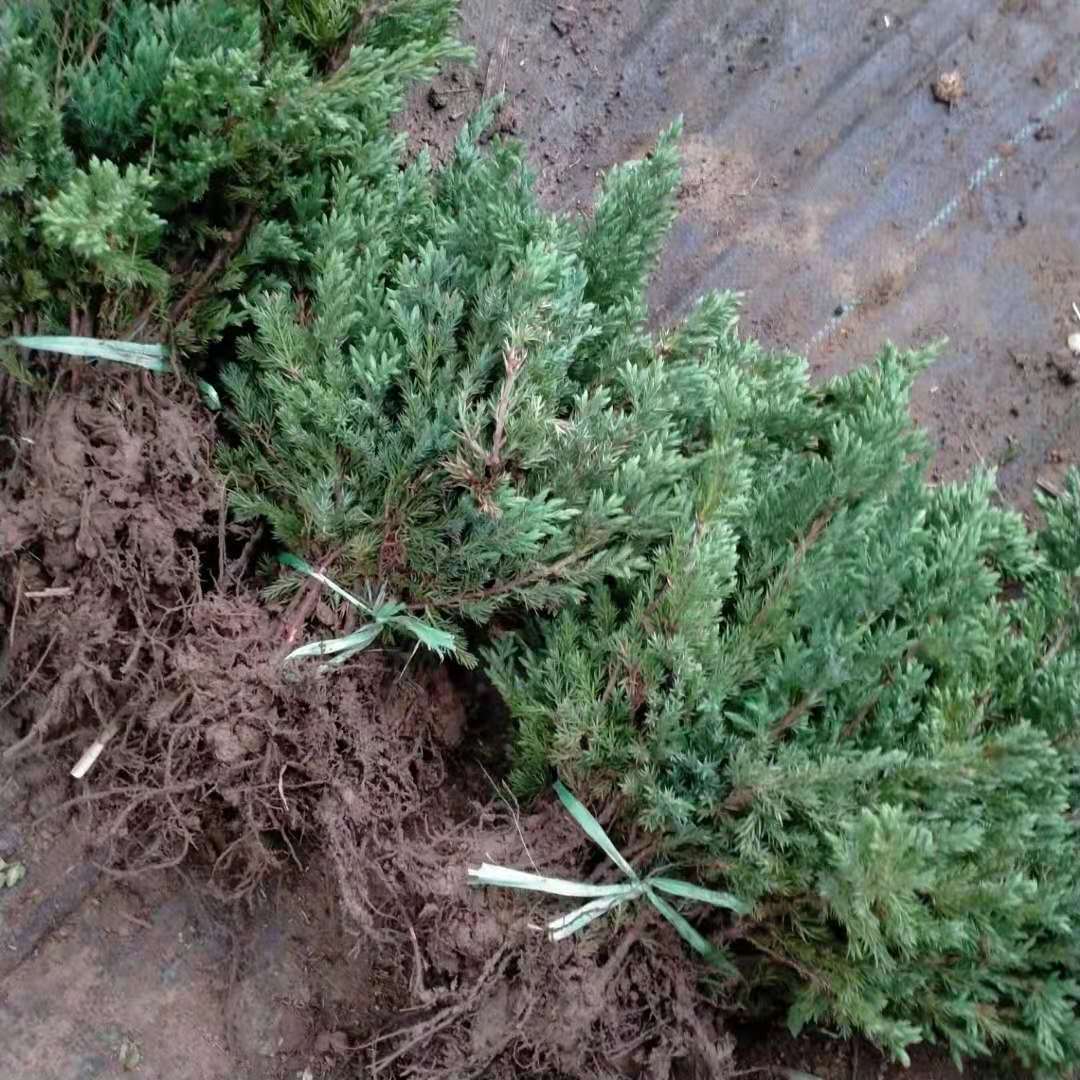 基地直销沙地柏爬地柏松柏铺地柏苗地被植物松树盆景绿植花卉盆栽
