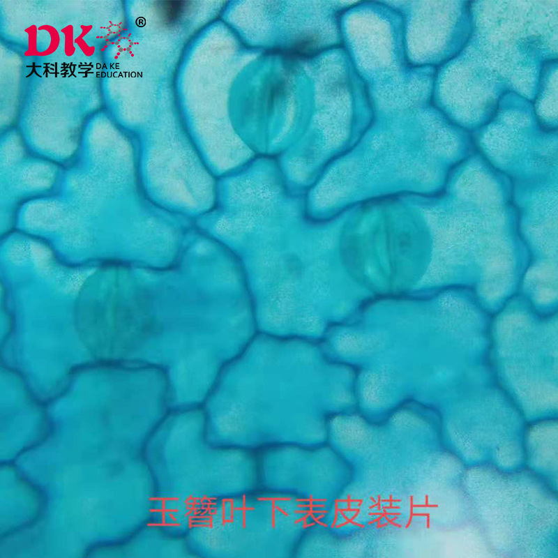 厂家生产 显微镜玻片 植物切片 玉簪叶下表皮装片 高教教学使用