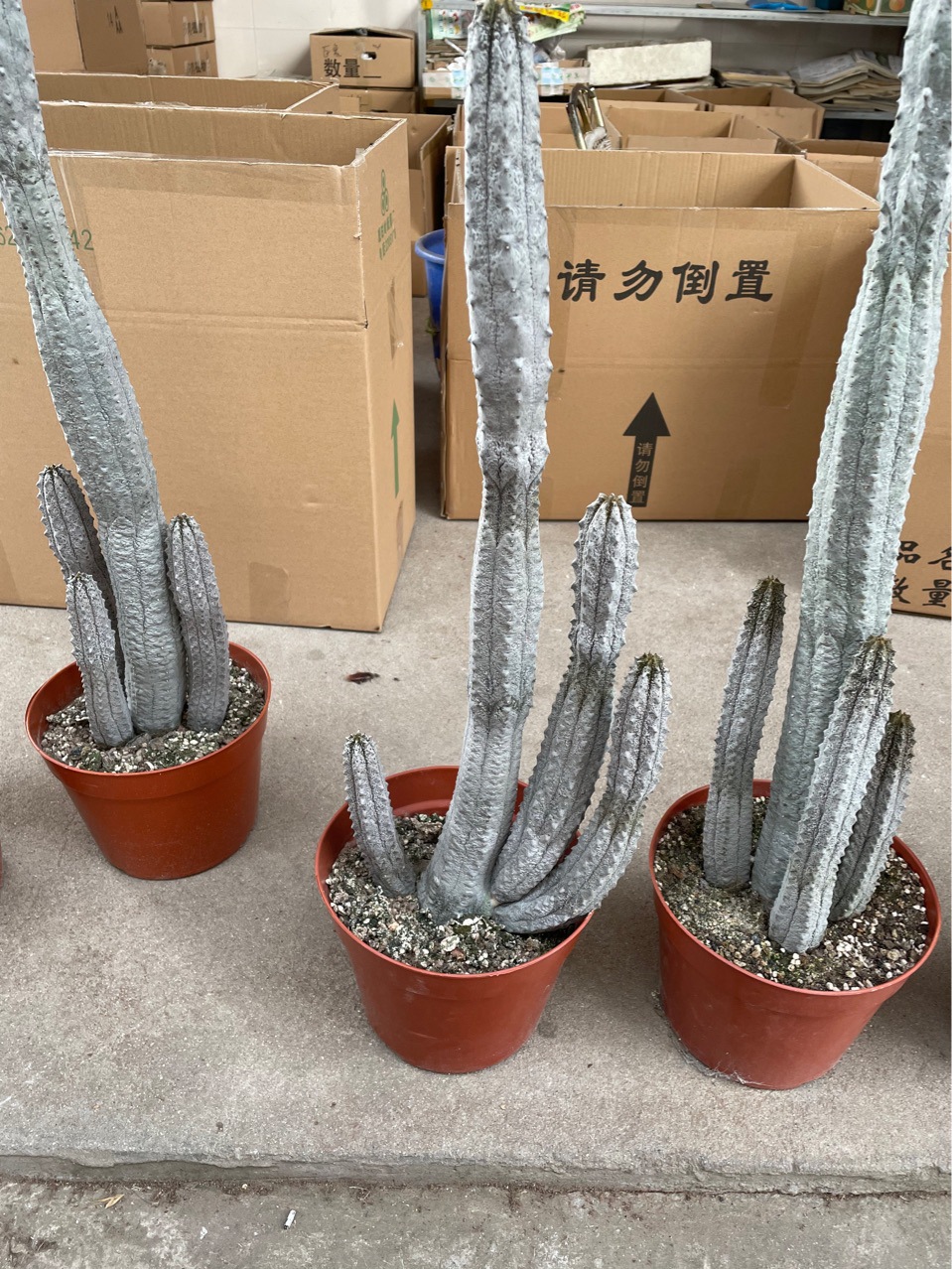 仙人掌亚迪麒麟有多头单头造型各异