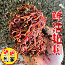 蚯蚓活饵鲜活红虫垂钓鱼饵料鲫鱼鲤鱼野钓黑坑鱼料打窝料鱼食通