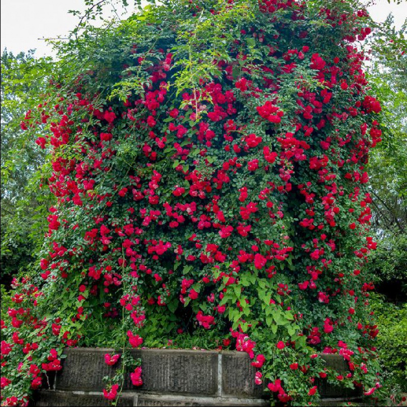 红木香爬藤植物特大花苗盆栽攀爬浓香花卉黄木香别墅庭院四季开花