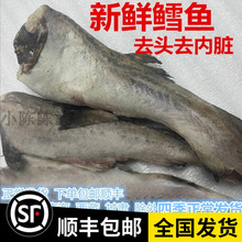 包邮丹东特产水产深海鳕鱼去头明太鱼大头鱼新鲜海鲜一份5斤顺丰