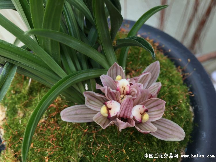 云南包邮老种兰花苗 莲瓣兰 矮种奇花 阳台盆栽绿植植物花卉盆景