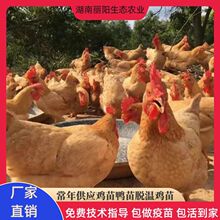 黄土鸡苗细脚三黄土鸡苗活体另有青脚土鸡苗绿壳蛋鸡苗五黑一绿鸡