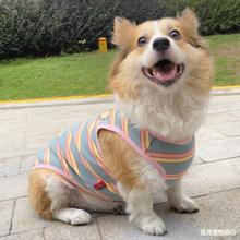 宠物衣服秋冬背心柯基泰迪柴犬加厚保暖条纹网红新款狗狗猫咪衣服