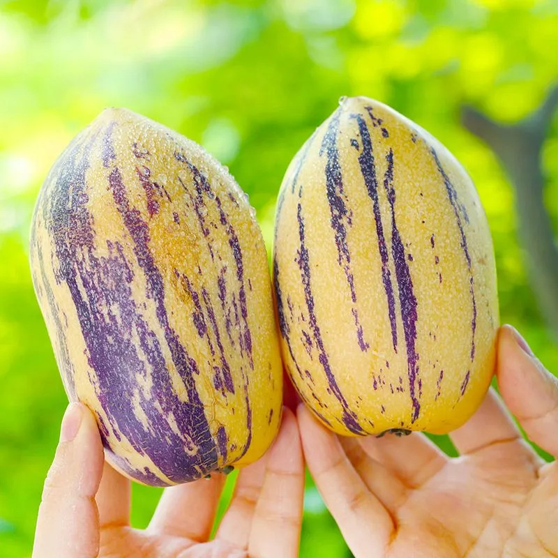 ly顺丰甘肃民勤人参果9斤大长果当季新鲜水果黄肉七彩人生果整箱