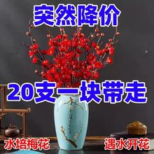 【遇水开花】新年装饰梅花枝遇水开花冬季室内水培梅干枝年宵花卉