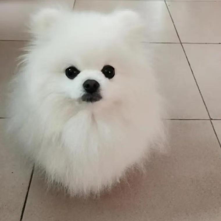 纯种博美幼犬活体黄色白色小体型茶杯体博美宠物狗狗