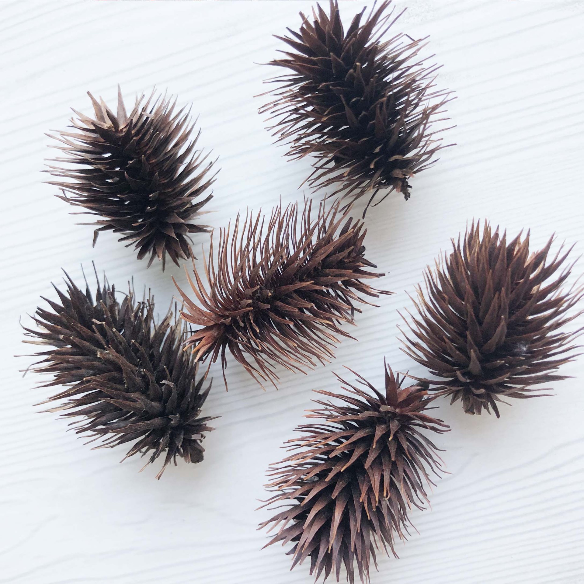 干花材料树枝橡果松果棉花莲蓬幼儿园diy香薰蜡烛片装饰拍摄道具