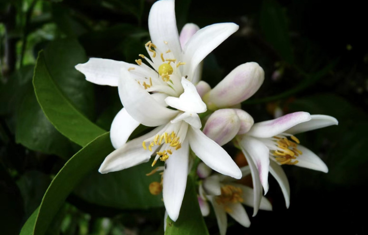 oshinatural 中国苦橙花纯露 天然头道饱和蒸馏 高品质芳香原料商