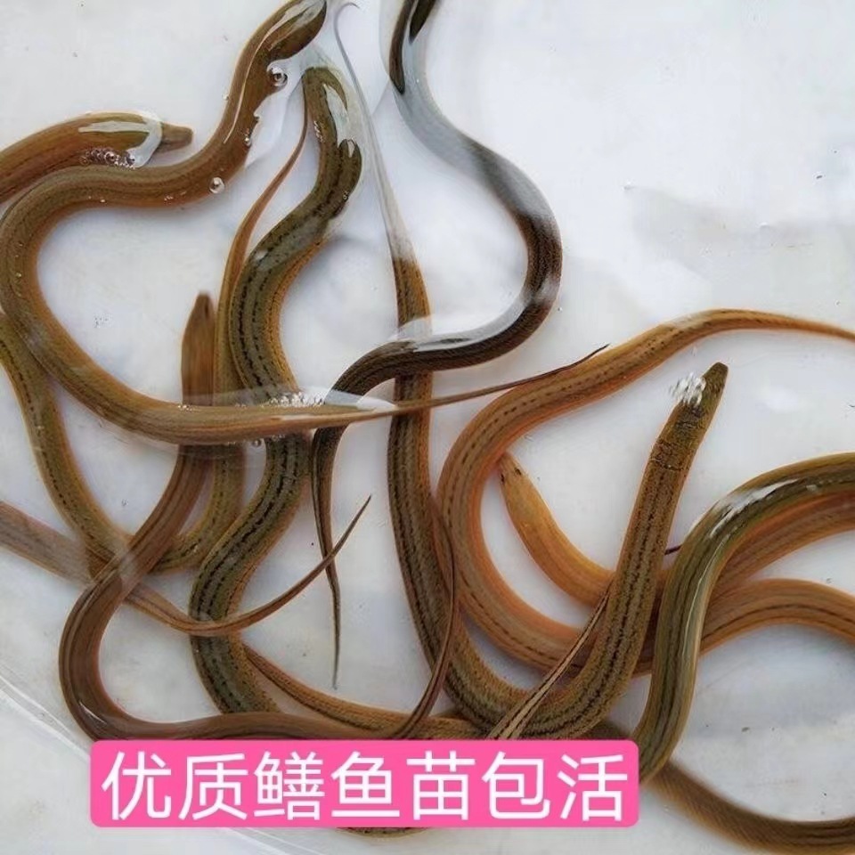 基地直销纯外塘黄鳝苗鳝鱼苗黄鳝种苗规格齐全包成活率量大优惠