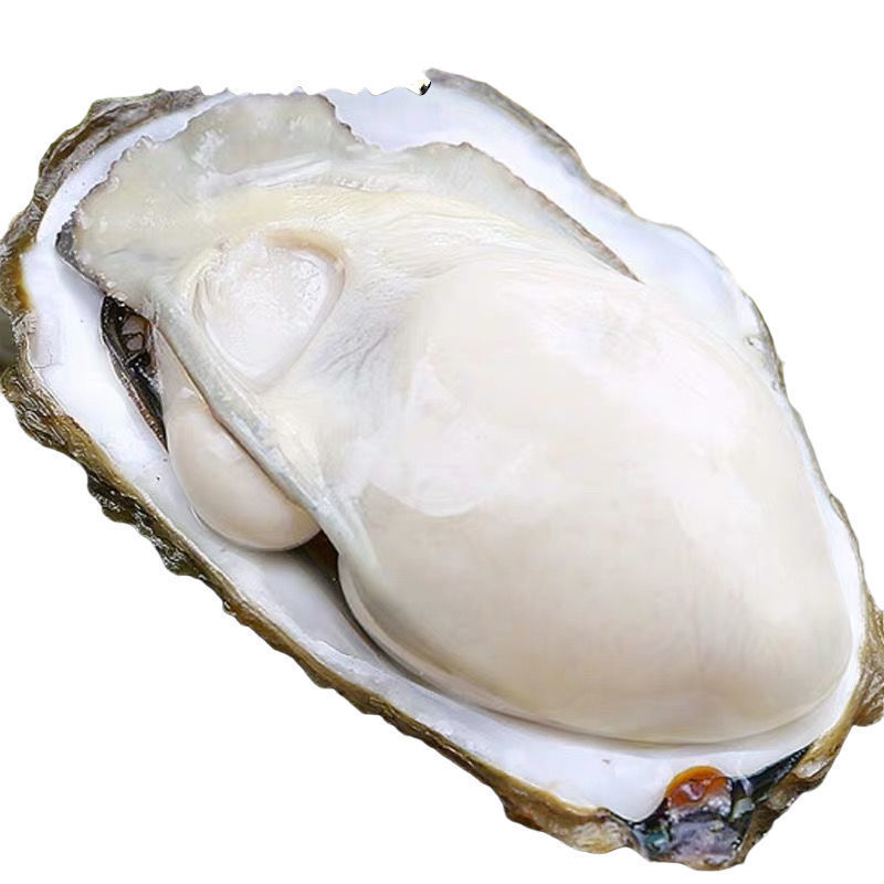 5斤包邮乳山生蚝鲜活牡蛎即食海鲜烧烤新鲜海产带壳水产品海蛎子