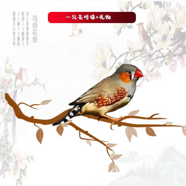 保姆鸟十姐妹七彩文鸟金背灰白文鸟灰白珍珠手养下蛋