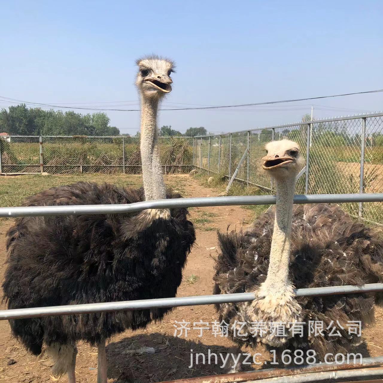 鸵鸟苗多少钱 鸵鸟活体幼崽 非洲鸵鸟养殖 鸵鸟蛋 澳洲鸵鸟-阿里巴巴