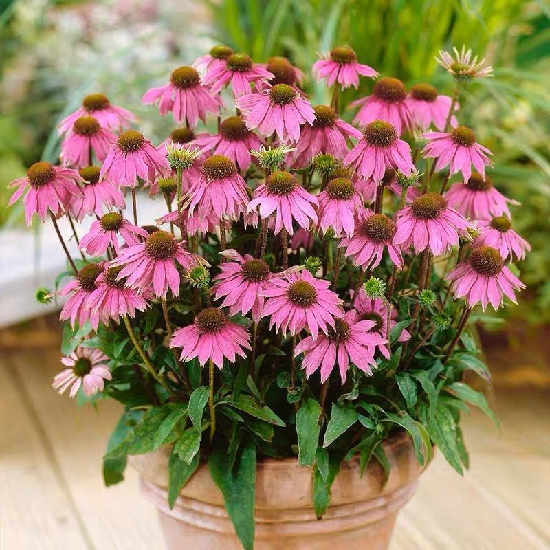 紫色松果菊种子四季种易活开花不断紫锥菊花种子庭院室外花种籽子