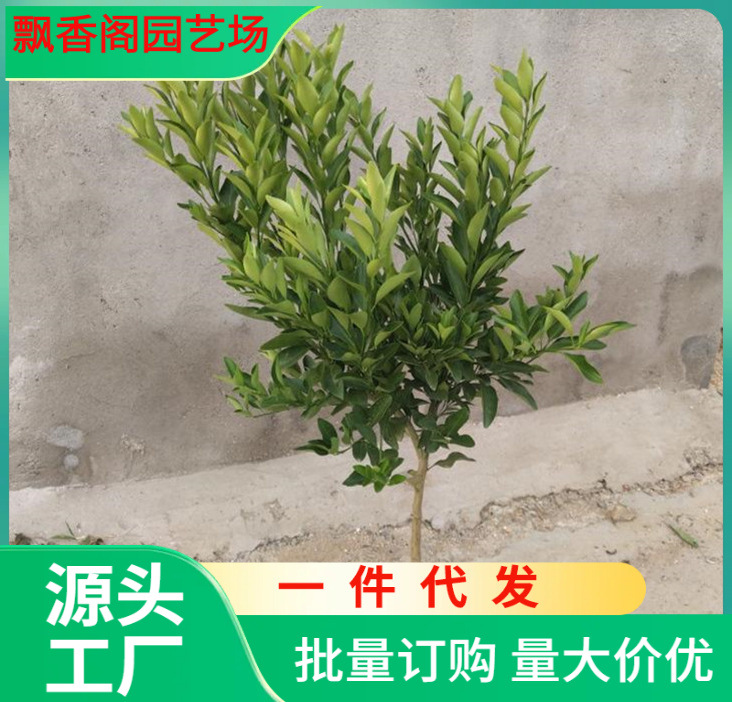 砂糖橘子树苗嫁接桔子苗盆栽地栽柑橘无核蜜橘树苗当年结果果树苗