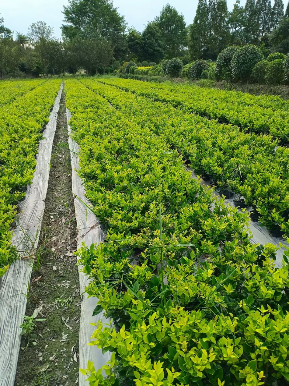 金森女贞 日本金黄女贞 四川成都工程绿化地被灌木苗木彩叶植物