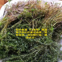 轮叶黑藻芽孢水草龙虾螃蟹养殖专用增氧净化水质节节草灯笼泡批发