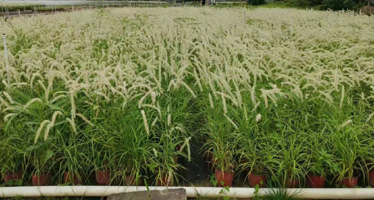 观花草基地供应大布尼狼尾草,绿植地被花苗东方狼尾草