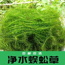 净水真水草植物蜈蚣草绿菊淡水养龟鱼缸造景水草金鱼藻浮萍懒人