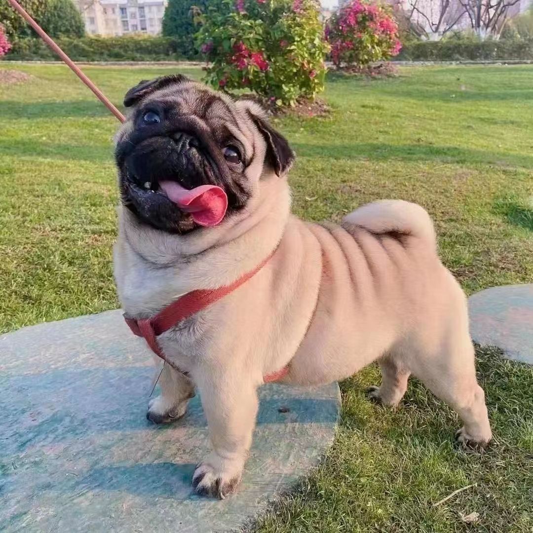 纯种小型活体宠物狗狗巴哥犬短毛迷你八哥幼犬黑脸巴哥幼犬憨厚型