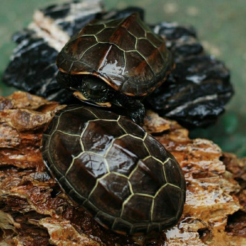乐享龟粮草龟巴西龟鳄龟陆龟小龟龟粮食虾干幼龟包邮乌龟饲料-询价