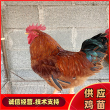红公鸡苗孵化场直销红玉肉杂养殖十六斤红鸡苗批发