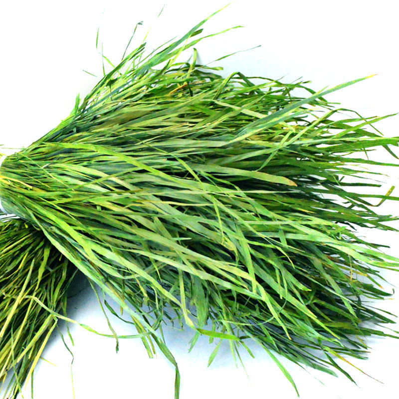 2021年烘干提摩西草嫩苗毛重1kg南提草全叶南提兔草豚鼠饲料草粮