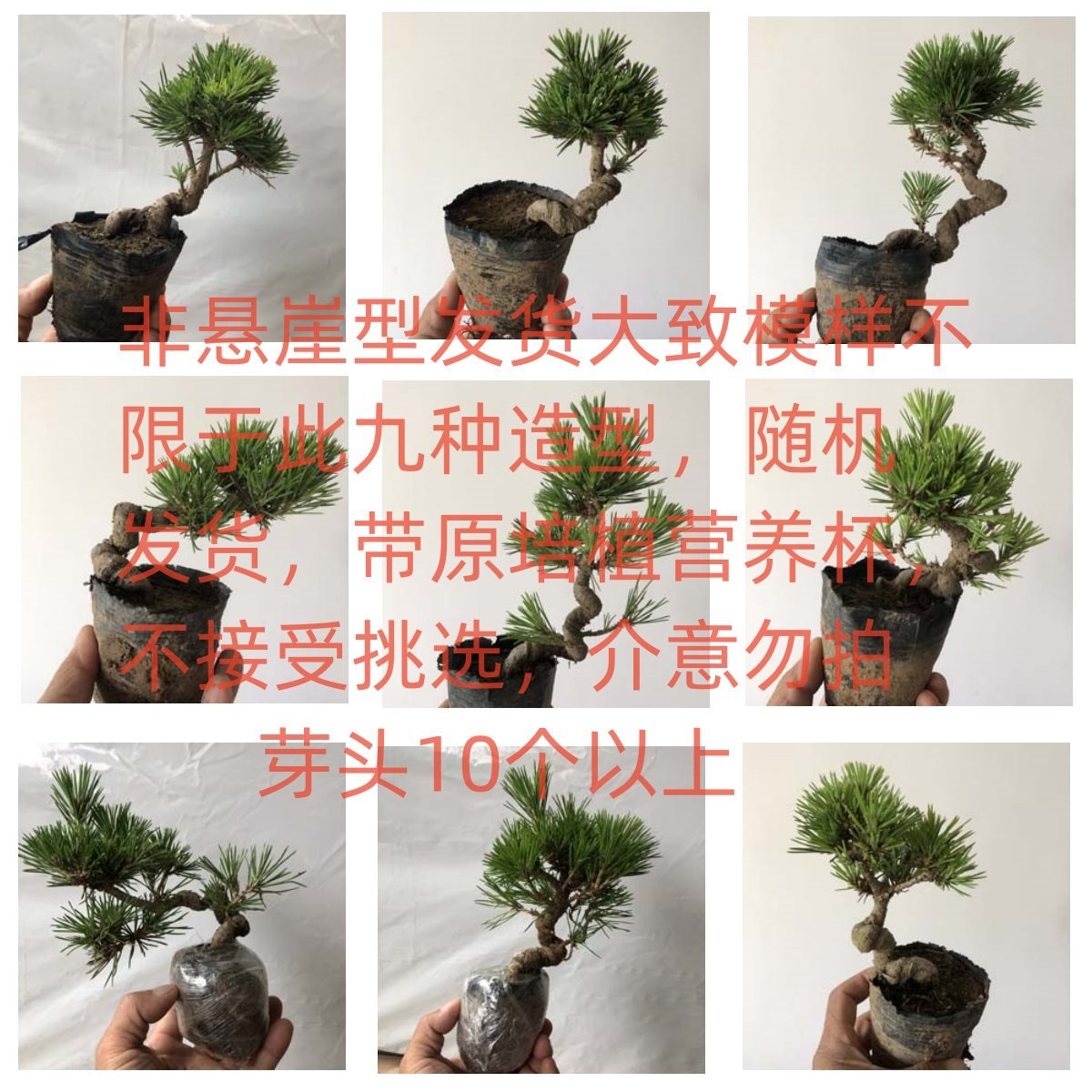 常青矮霸短针黑松盆景造型素材珍珠柏悬崖提根绿植五针松微型