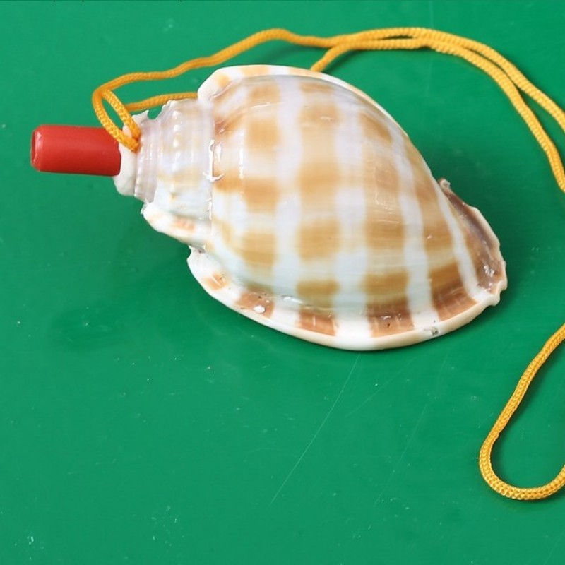 地摊工艺品天然海螺贝壳海洋壳婚礼布置拍摄道具鱼缸水族箱装饰