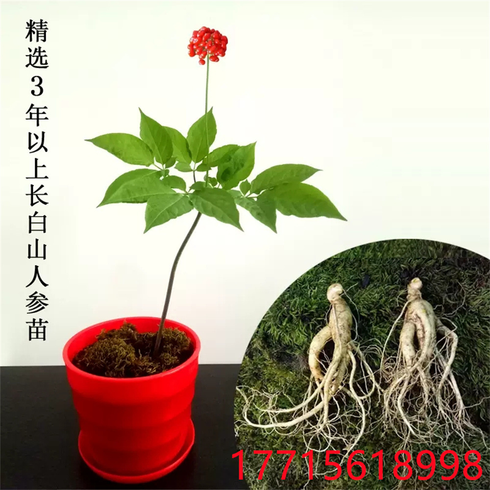 人参苗盆栽长白山种植幼苗东北人参苗子四季带土带盆野山参活苗
