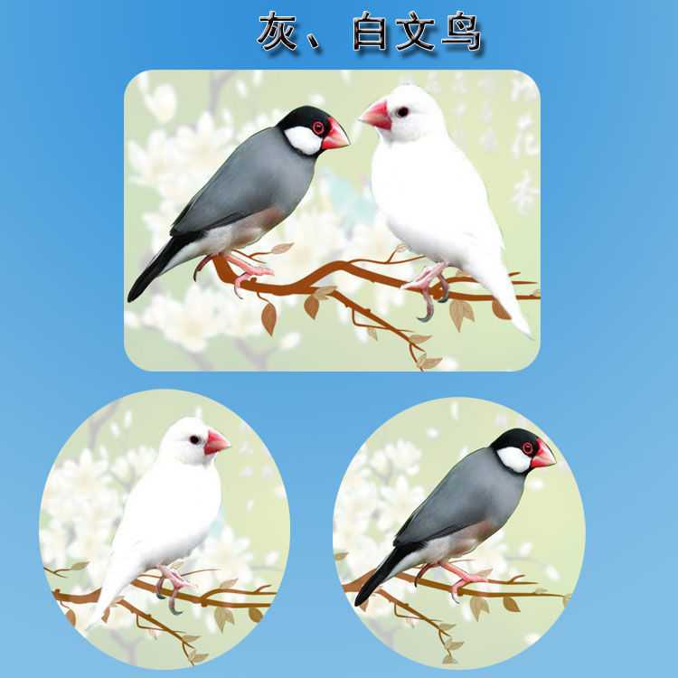 保姆鸟十姐妹七彩文鸟金背灰白文鸟灰白珍珠手养下蛋观赏鸟鸟
