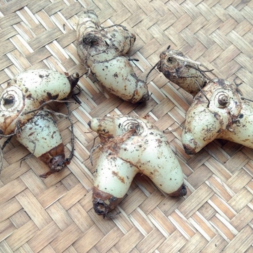 贵州野生草药新鲜白芨500g 中药材三角白芨野山百级白及药用白鸡