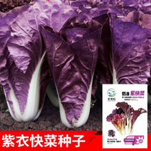 紫衣天使快菜种子紫叶白菜四季春季夏秋冬季种植小白菜籽庭院盆栽