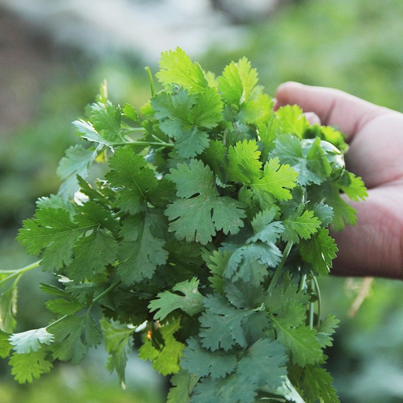 河南铁杆香菜带根净重新鲜蔬菜农家种植清凉菜现拔现发1/3/5斤