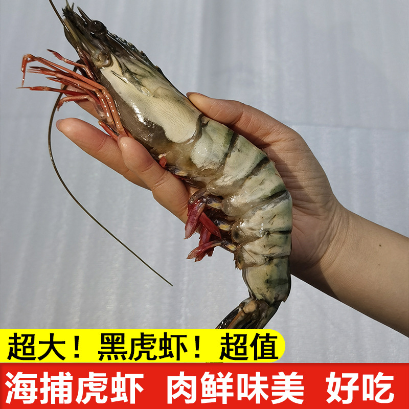 大虾黑虎虾8只装2斤活虾鲜活新鲜新鲜斑节虾单冻虎斑虾