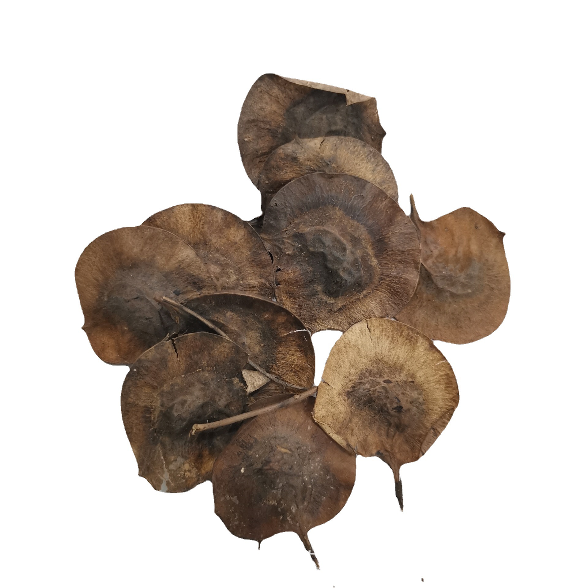 印度小叶紫檀种子羽叶檀青龙木黄柏木檀香树种子量大优惠货到付款