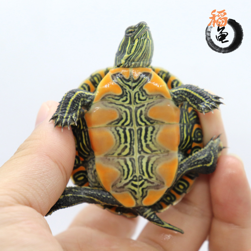 东锦东部锦龟苗深水龟小乌龟西锦南锦龟活玩具体宠物观赏外塘火焰