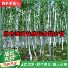 白桦树苗 园林绿化乔木植物丛生白桦 各种规格白桦小苗苗圃批发