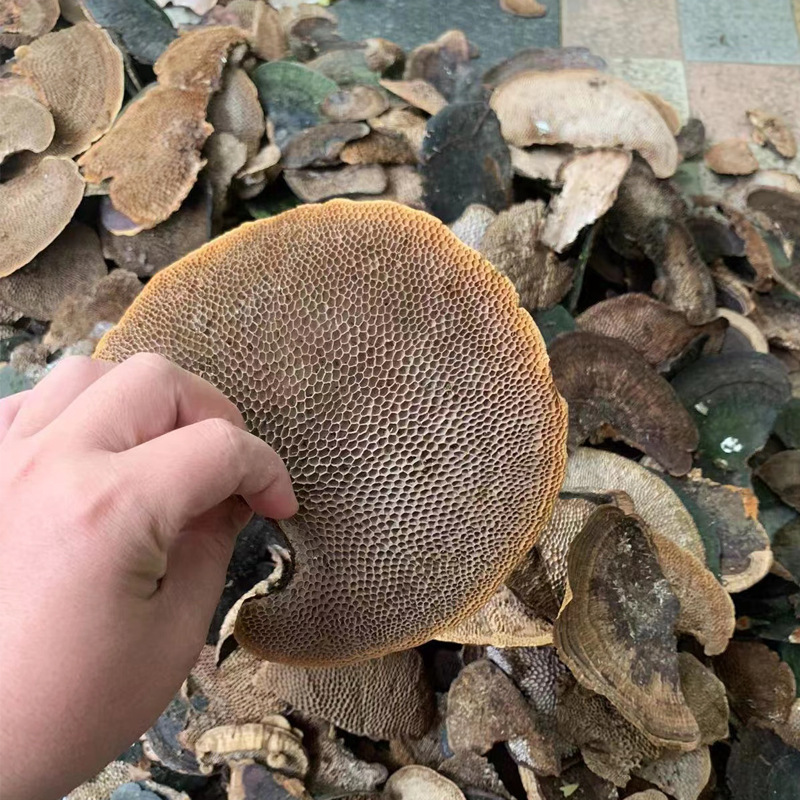 蜂窝灵芝 毛蜂窝灵芝 蜂窝层孔菌 林芝中药材批发-阿里巴巴