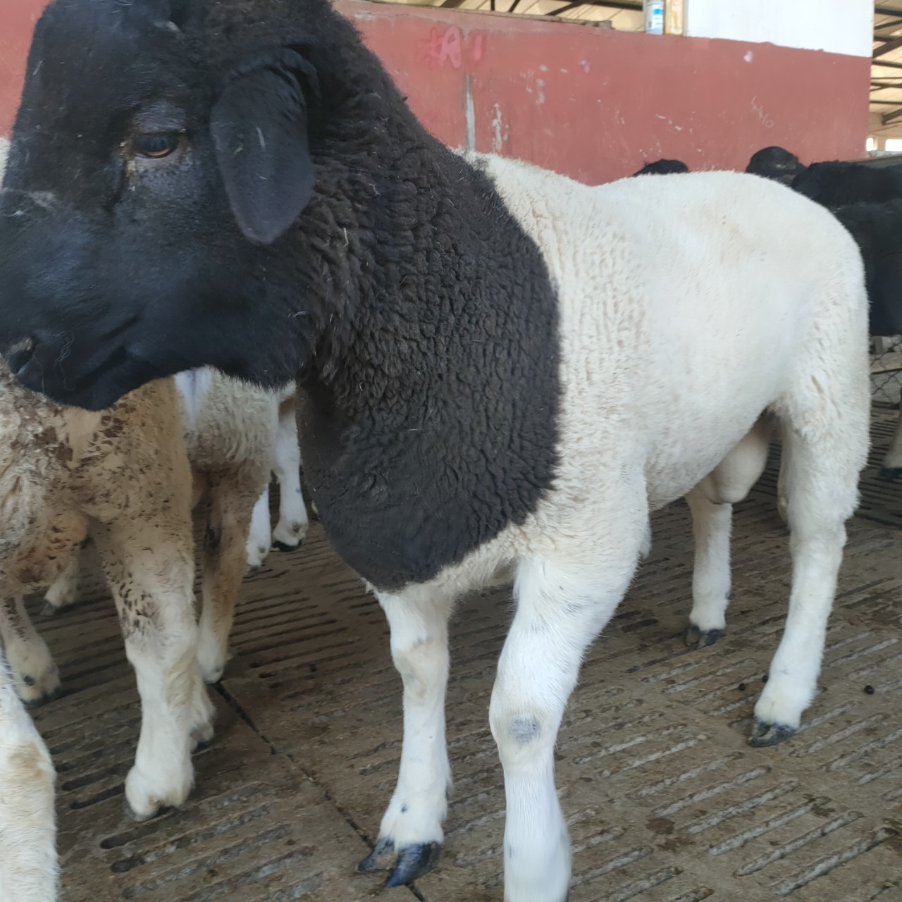 杜泊绵羊养殖场 杜泊绵羊羊羔 黑头杜泊绵羊羊羔 波尔山羊