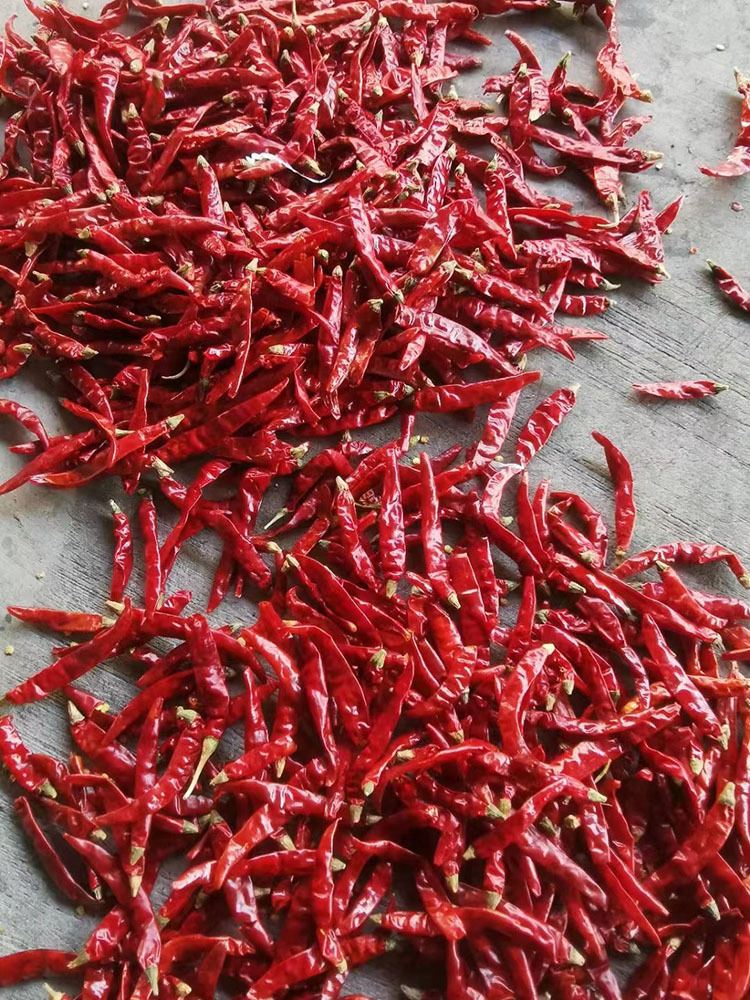 印度魔鬼椒s17辣椒王 干辣椒超辣 印度椒 魔鬼辣椒一斤500g批发